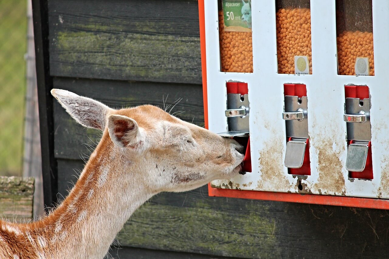 how to build a deer feeder