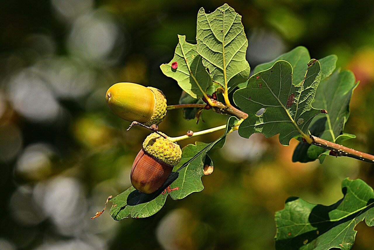 what oak trees produce acorns the fastest