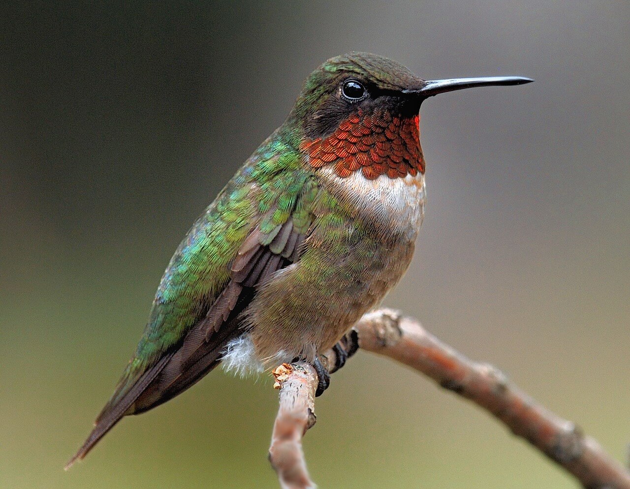 what is a hummingbird's biggest predator