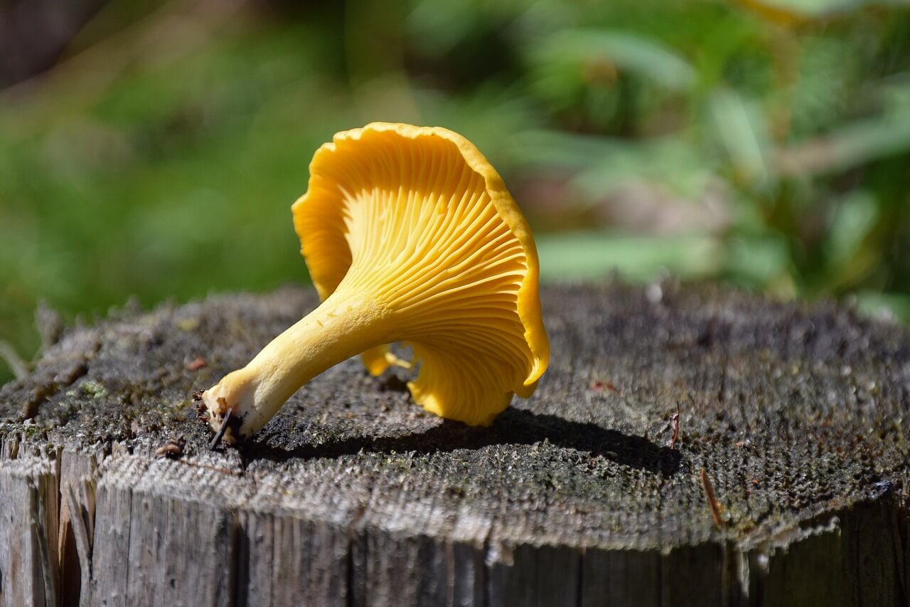 are false chanterelle mushrooms edible