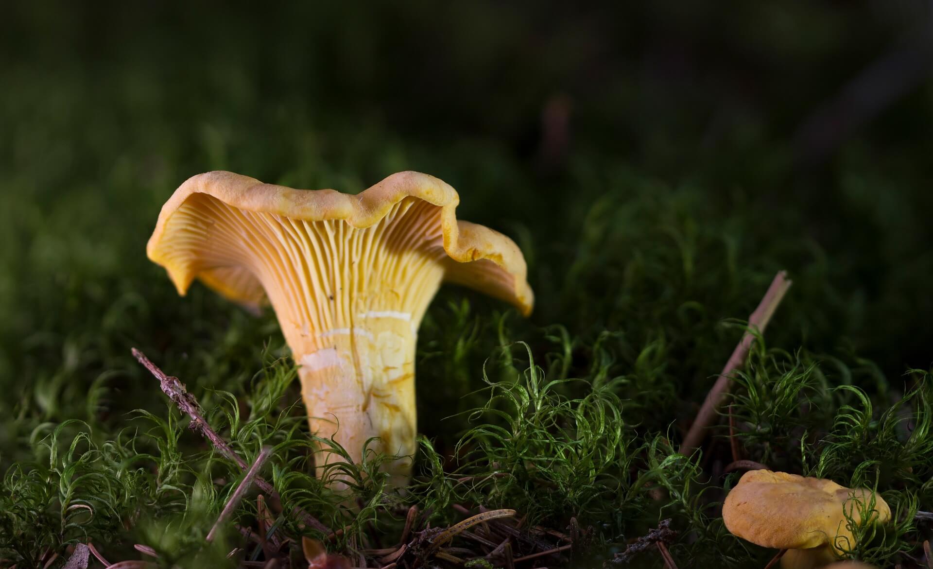 where do chanterelle mushrooms grow in the US