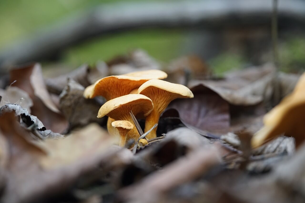 how can you tell chanterelles from fake chanterelles
