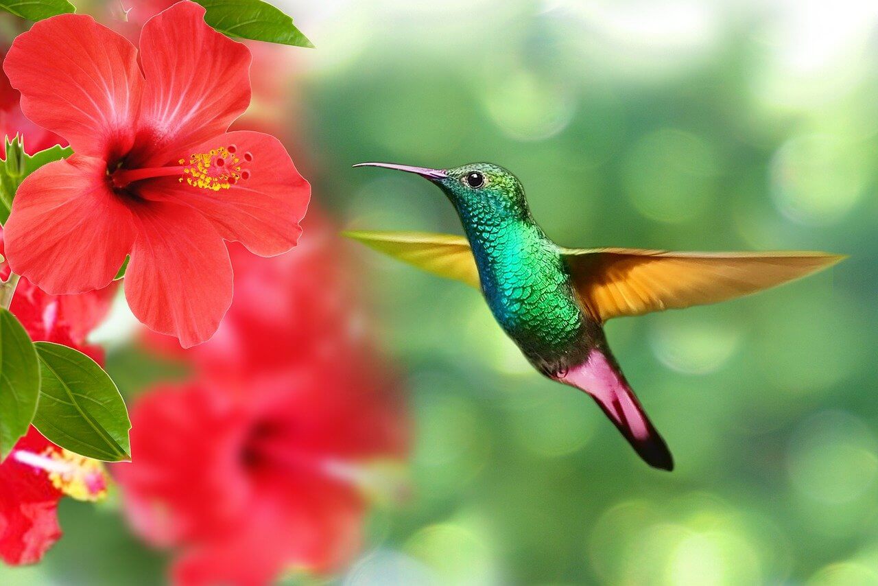 Why Do Hummingbirds Make Noise When They Fly?