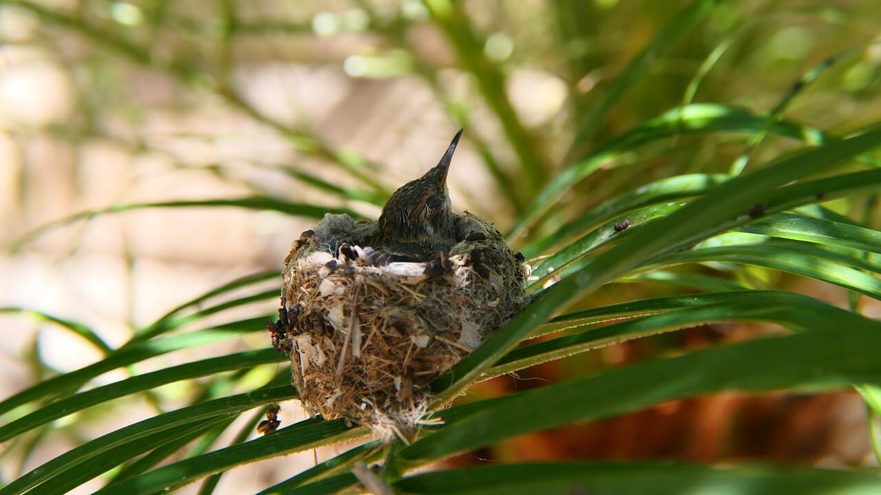 why do you never see baby hummingbirds