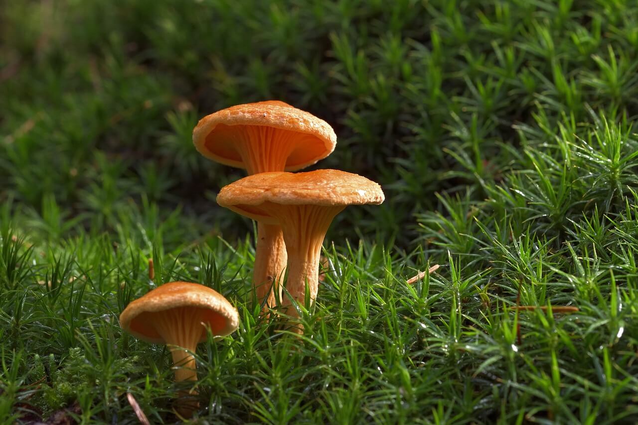 false chanterelle mushrooms