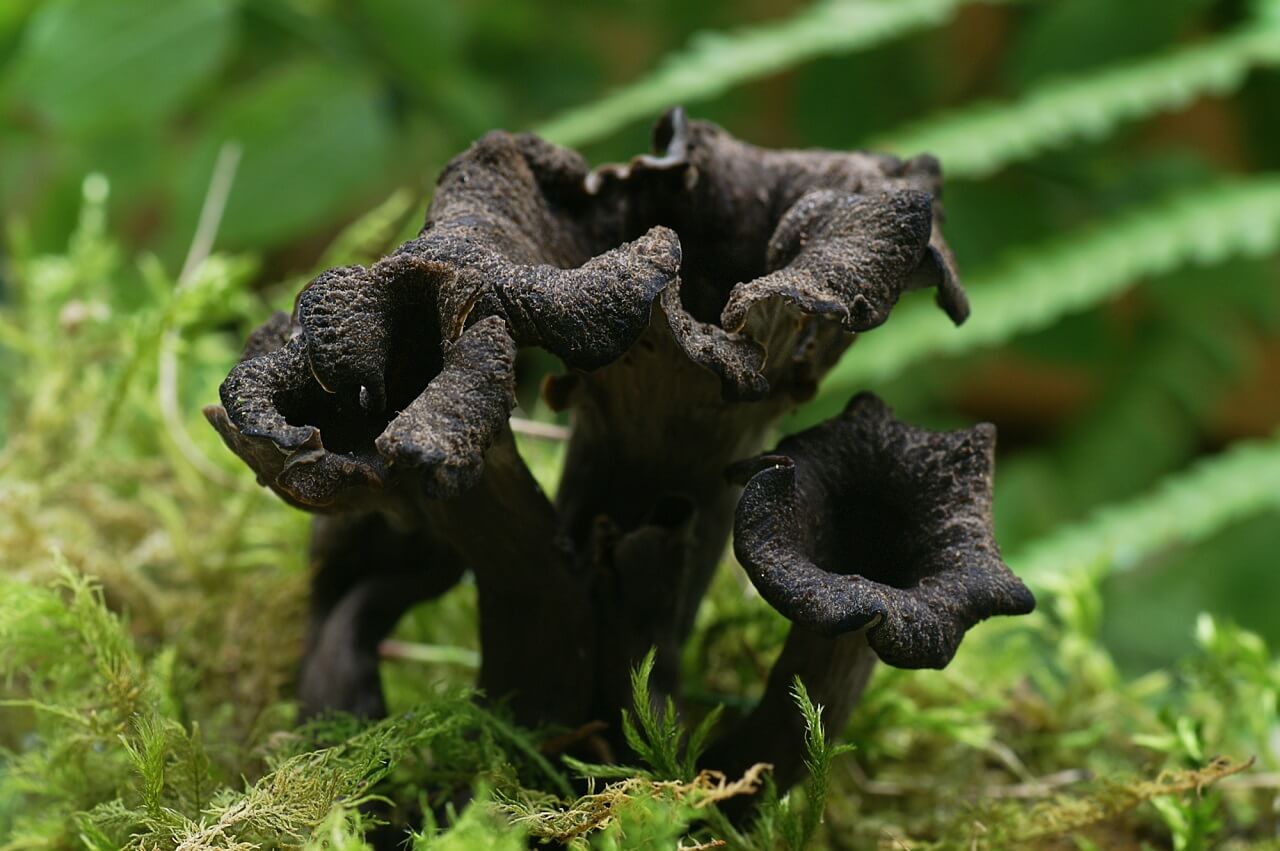 what are trumpet mushrooms used for