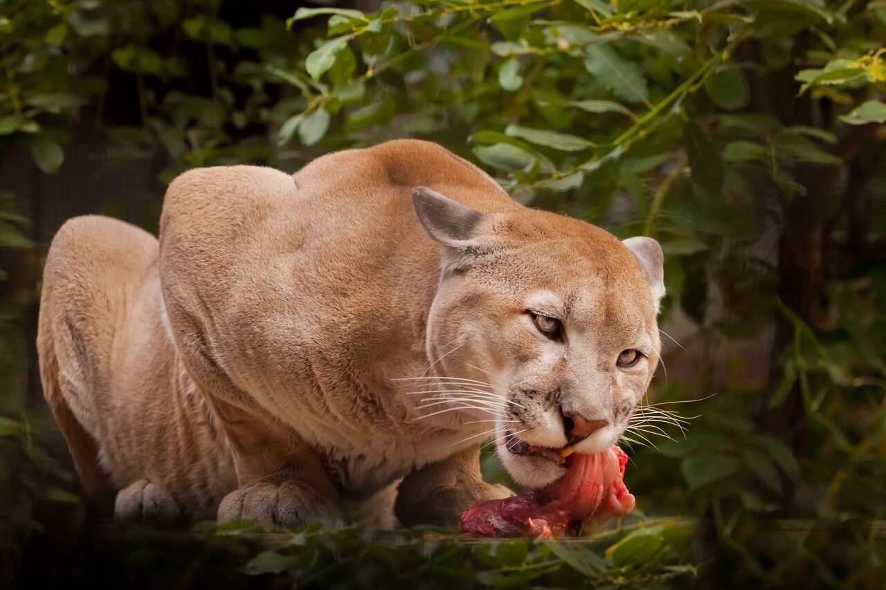 what are cougars predators