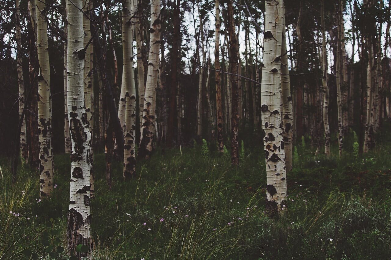 Aspen Vs. Birch: Similarities and Differences