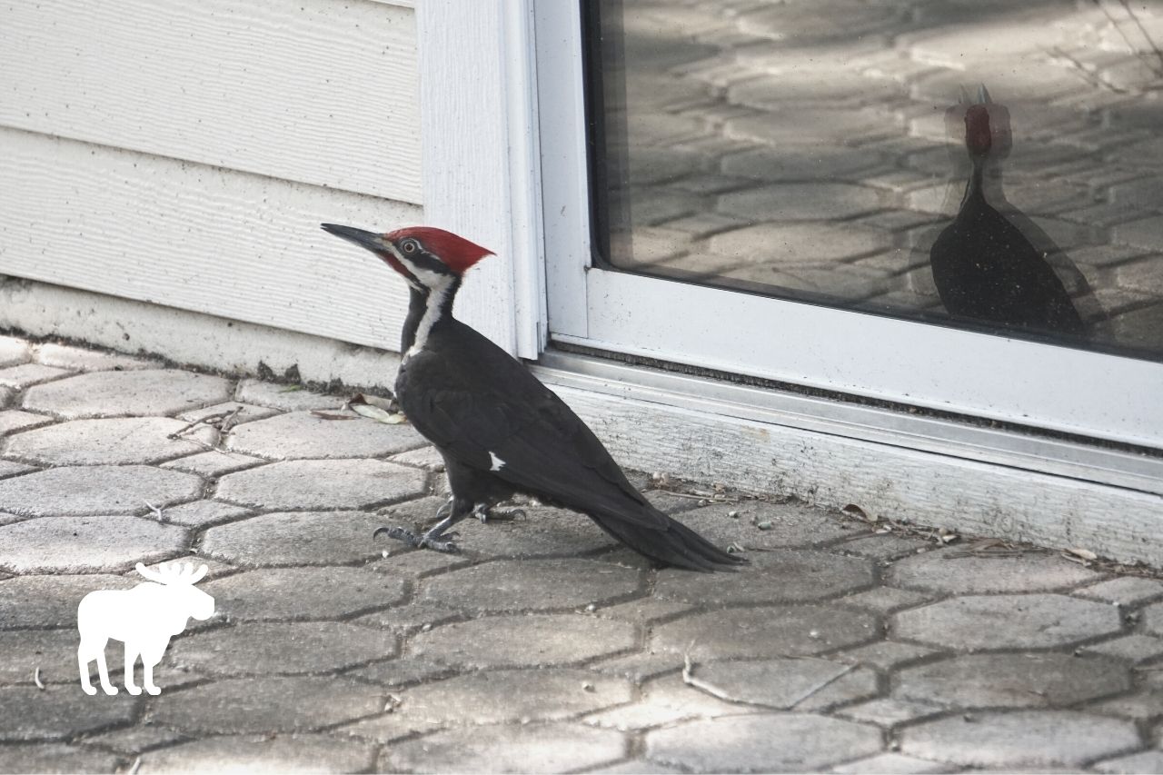 why do woodpeckers peck on houses