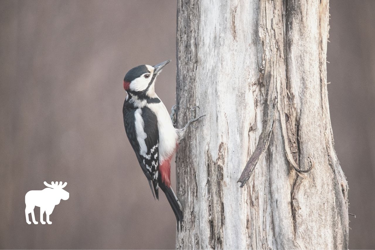 do woodpeckers eat wood