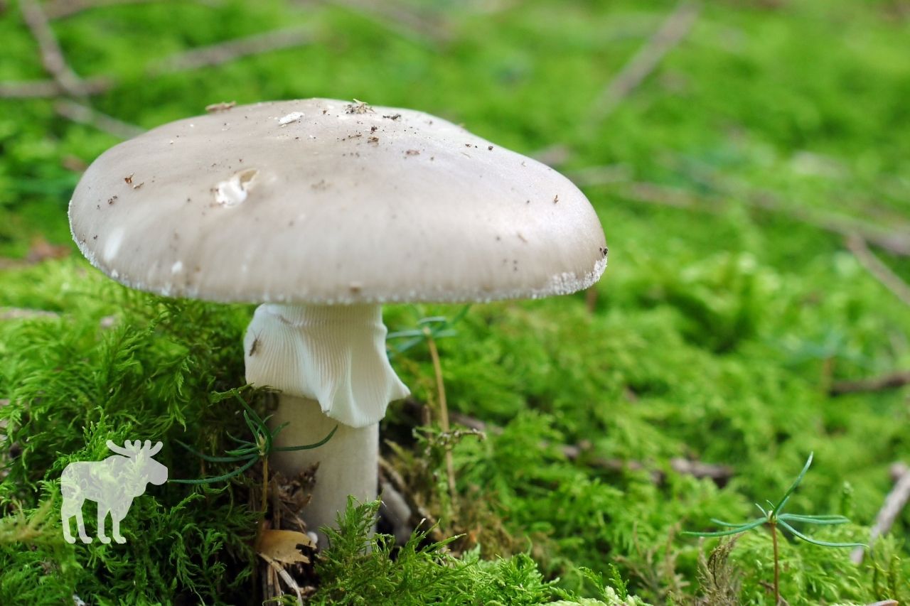 why is the death cap mushroom toxic