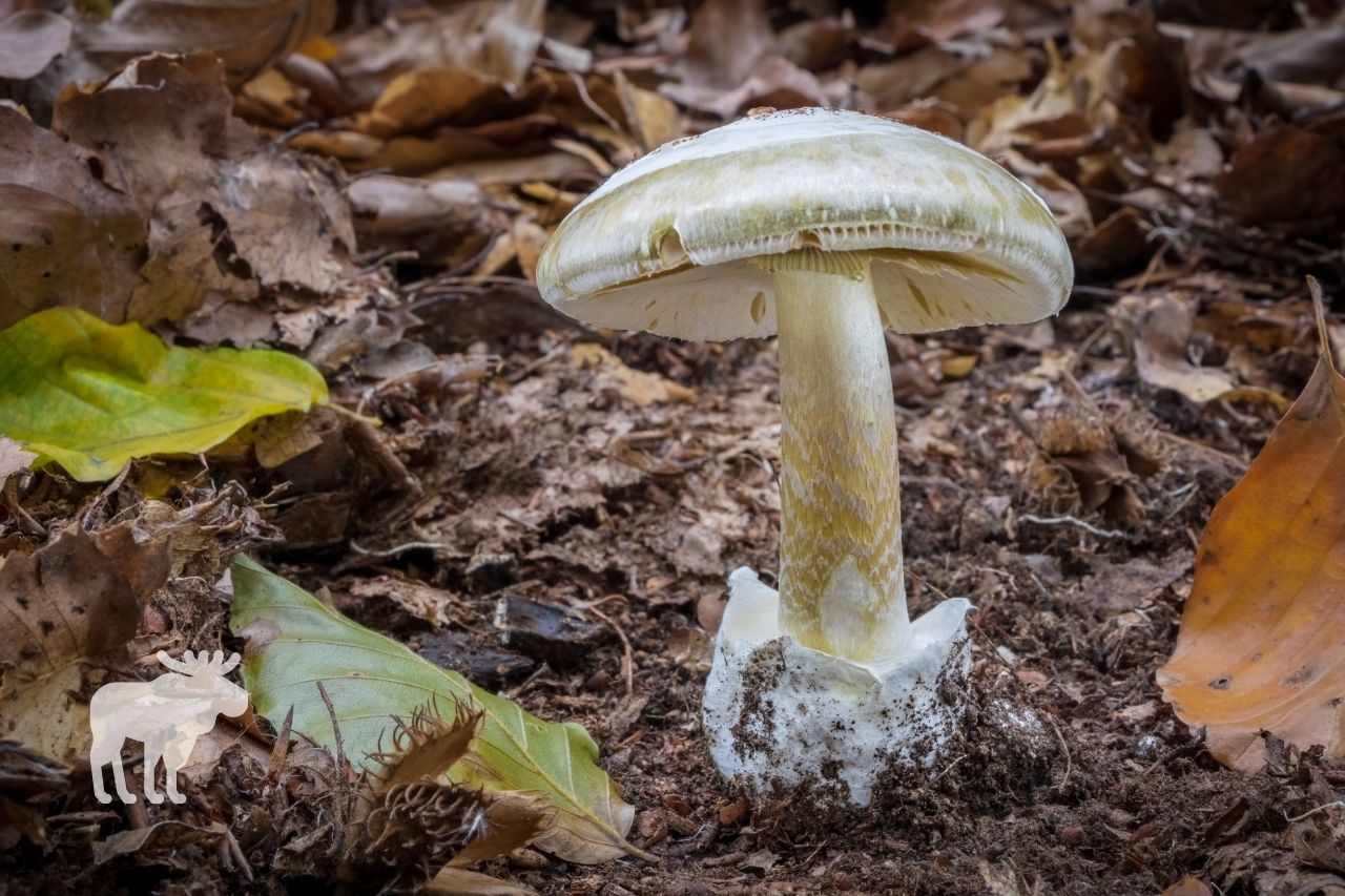 where do death cap mushrooms grow