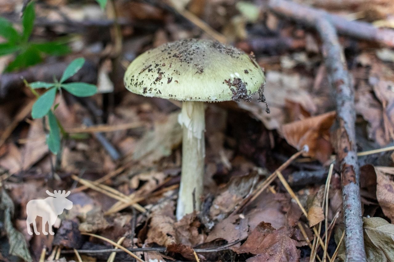 what do death cap mushrooms grow on
