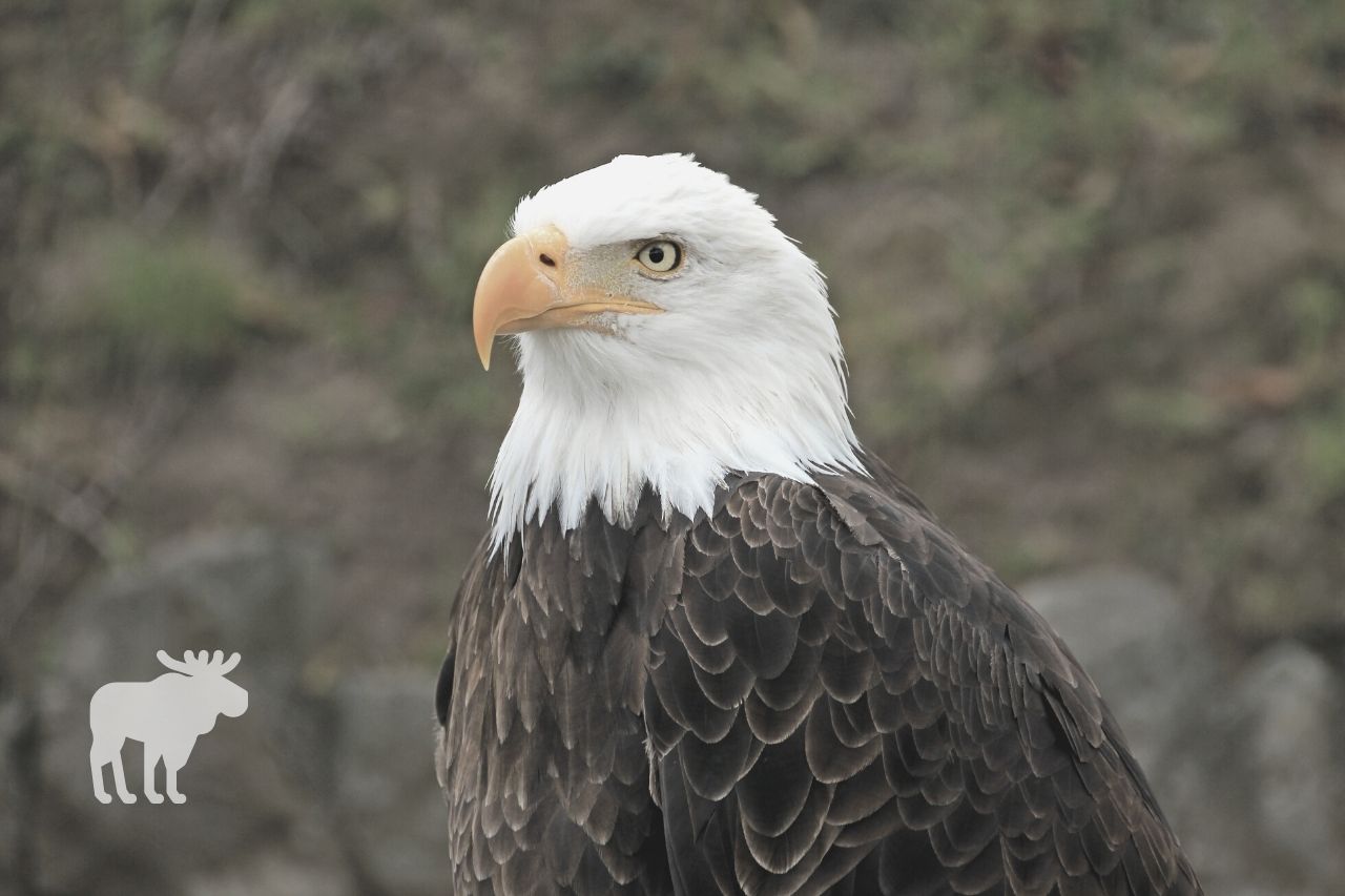what happens if you accidentally kill a bald eagle