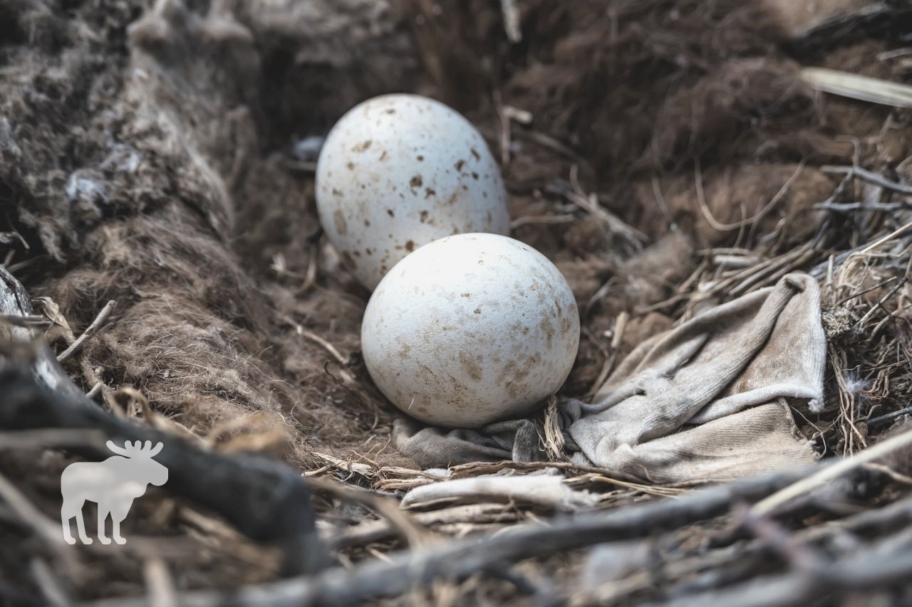 what month do eagle eggs hatch