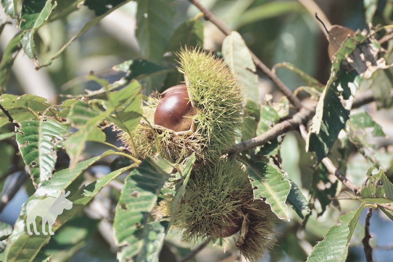 how to grow a chestnut tree from a conker