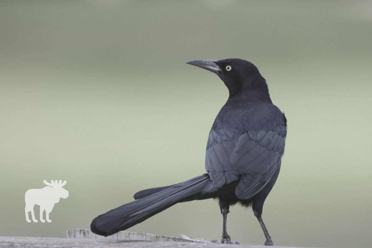Are Grackles and Crows Related