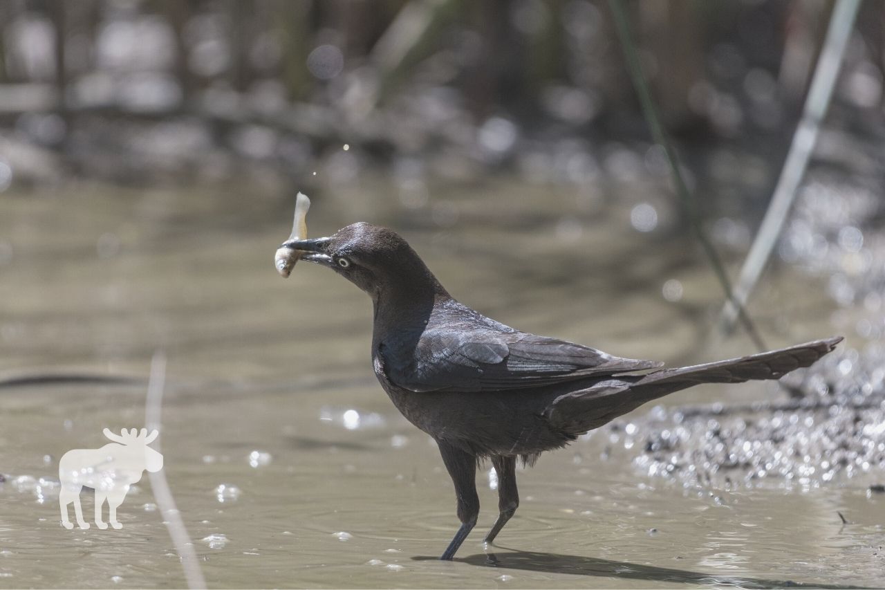 what is the common grackles favorite food