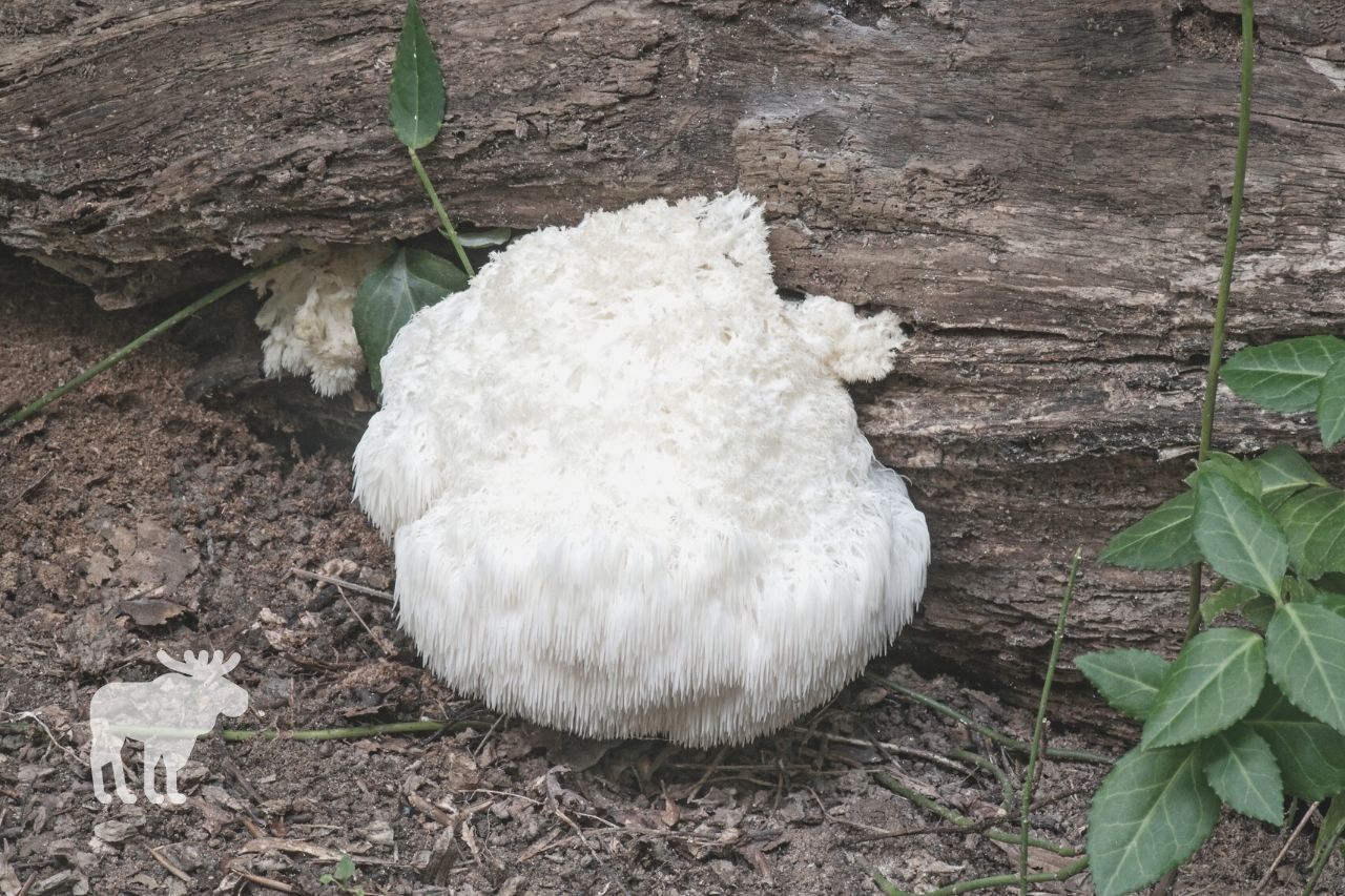 what is lion's mane mushroom used for