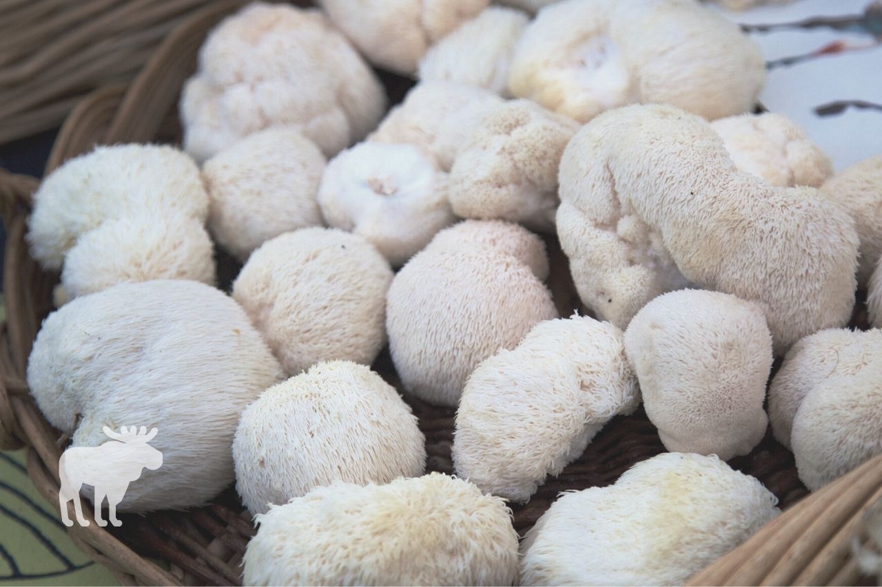 how do you store a lion's mane after harvest
