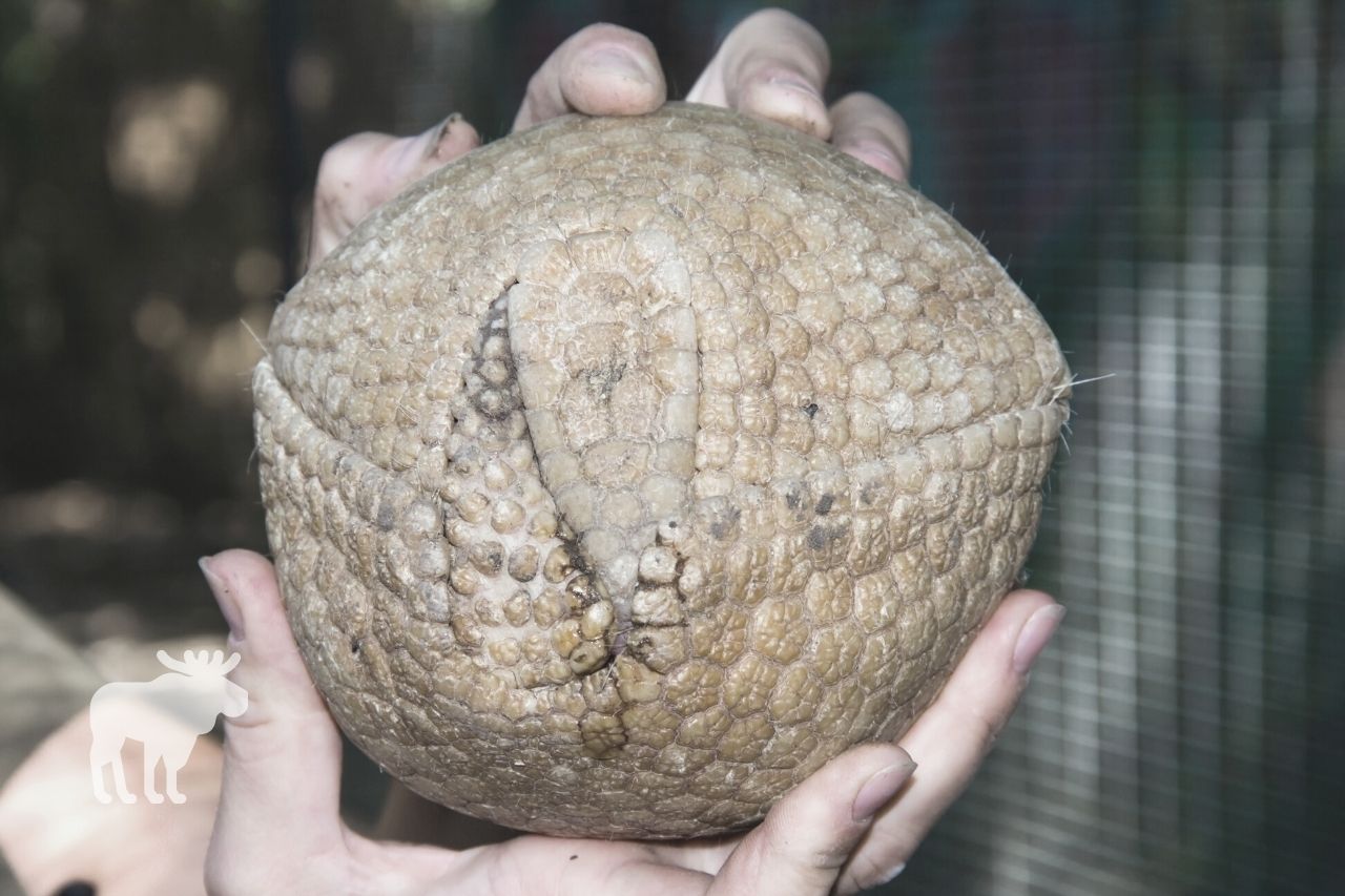 what animal can kill an armadillo