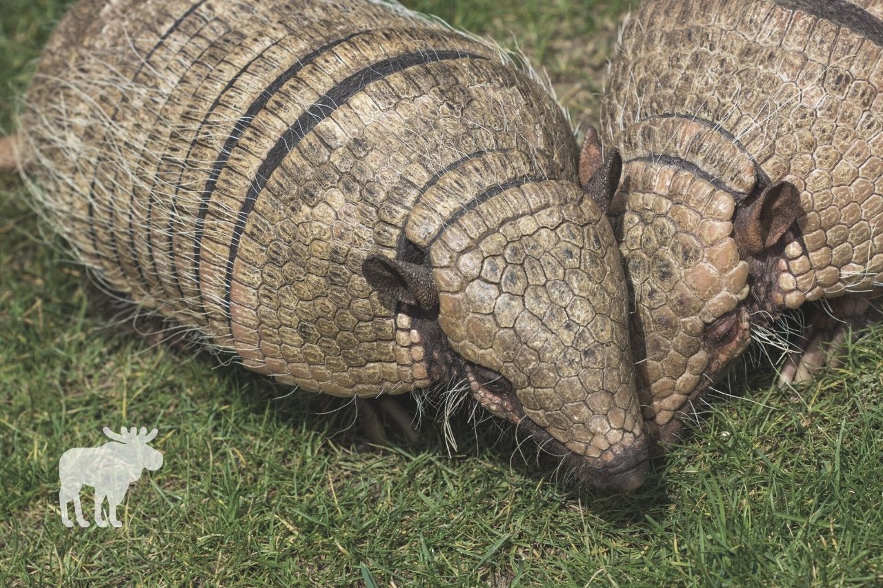 how does an armadillo protect itself