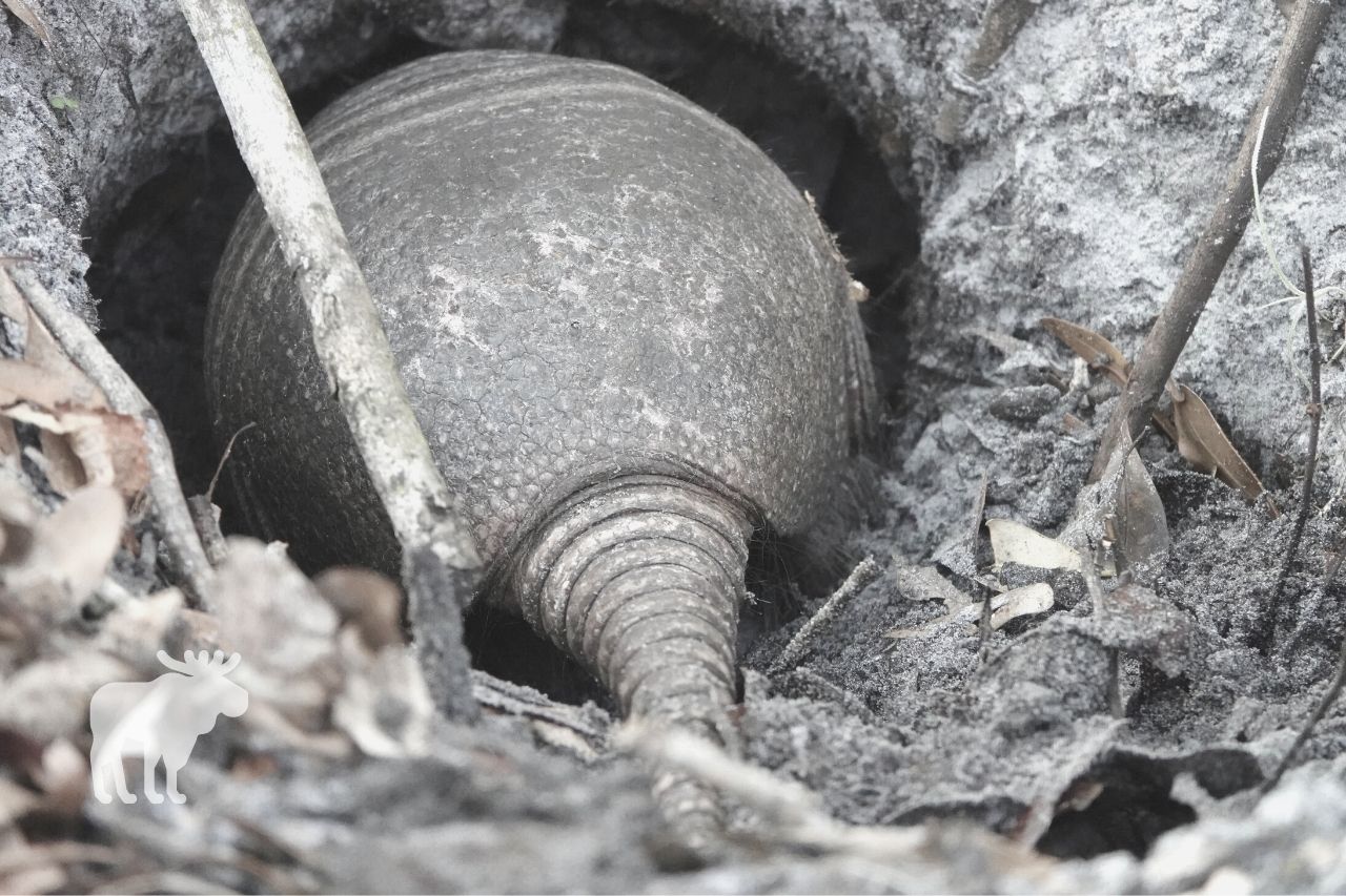 how to stop armadillo digging