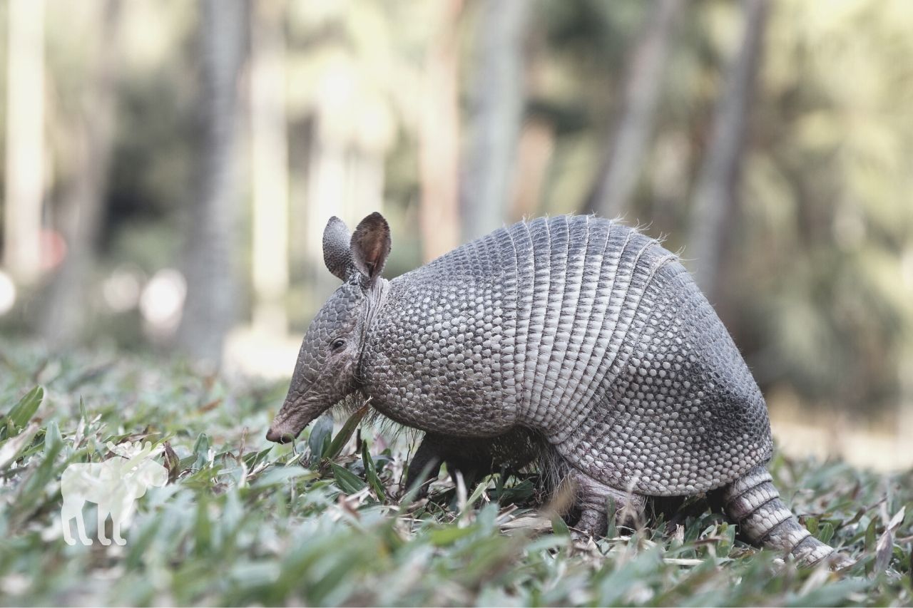 Where Do Armadillos Hide During the Day