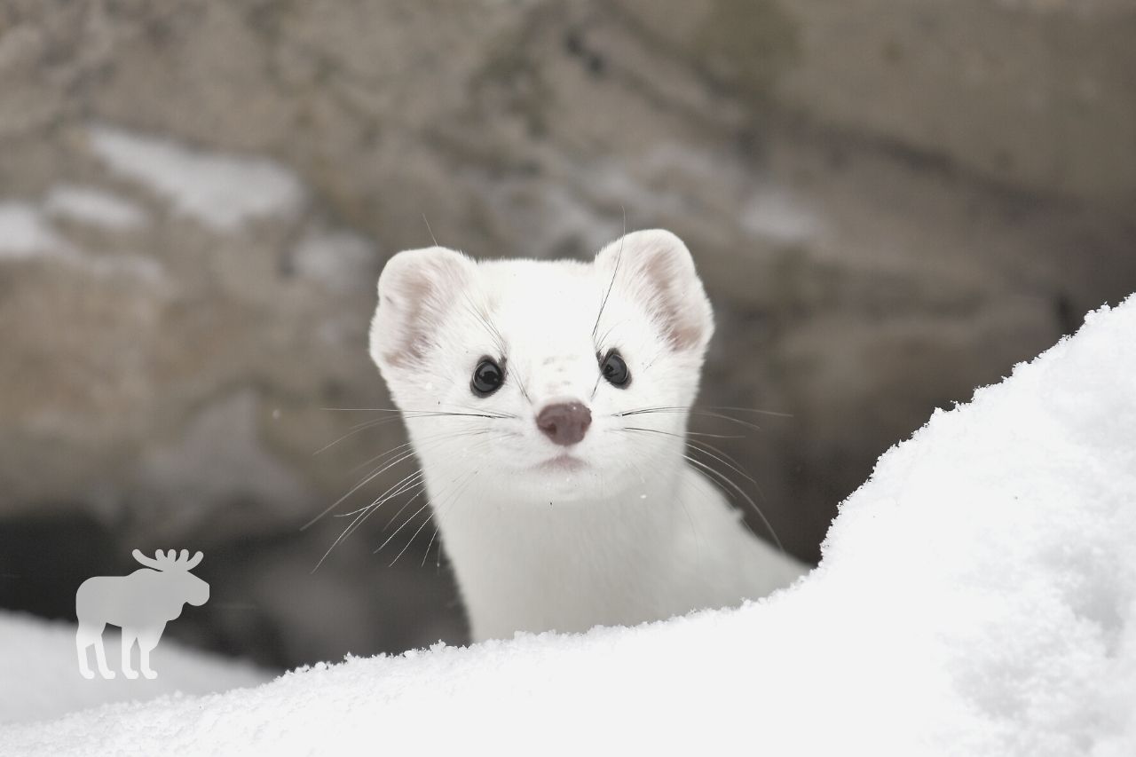 how do you catch an ermine in a live trap