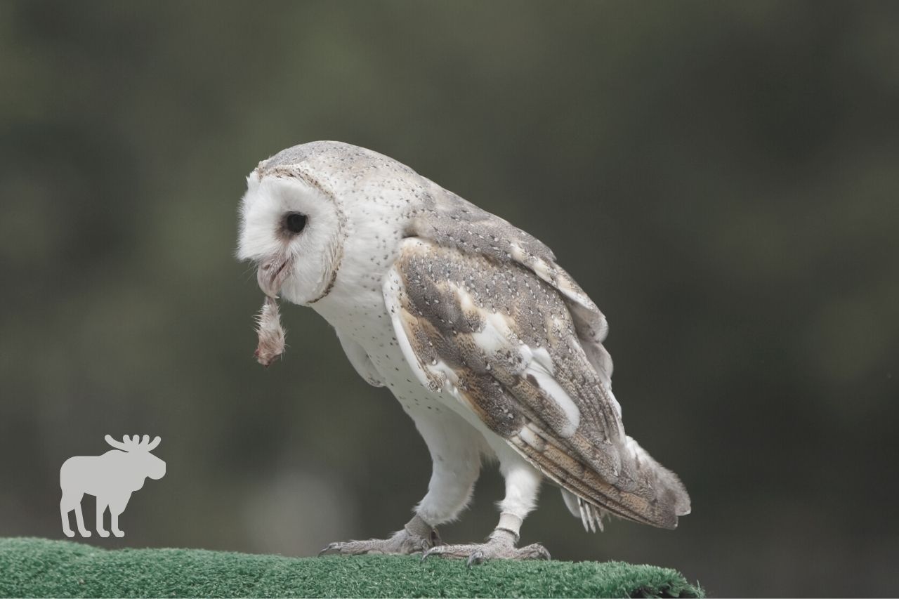 What Do Owls Eat? — Forest Wildlife