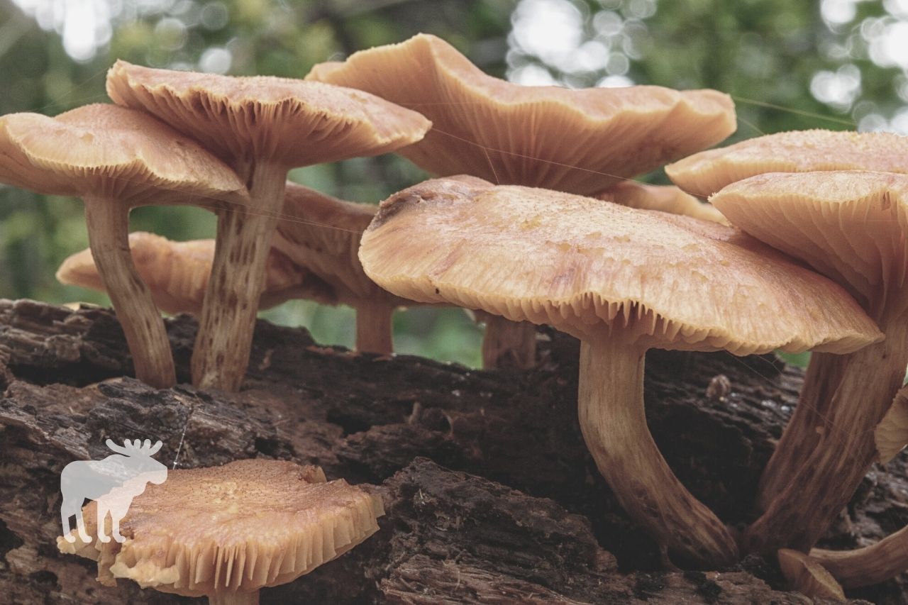 how toxic is a jack o’lantern mushroom