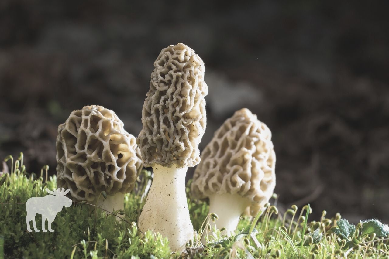 what's the best time of year to find morel mushrooms