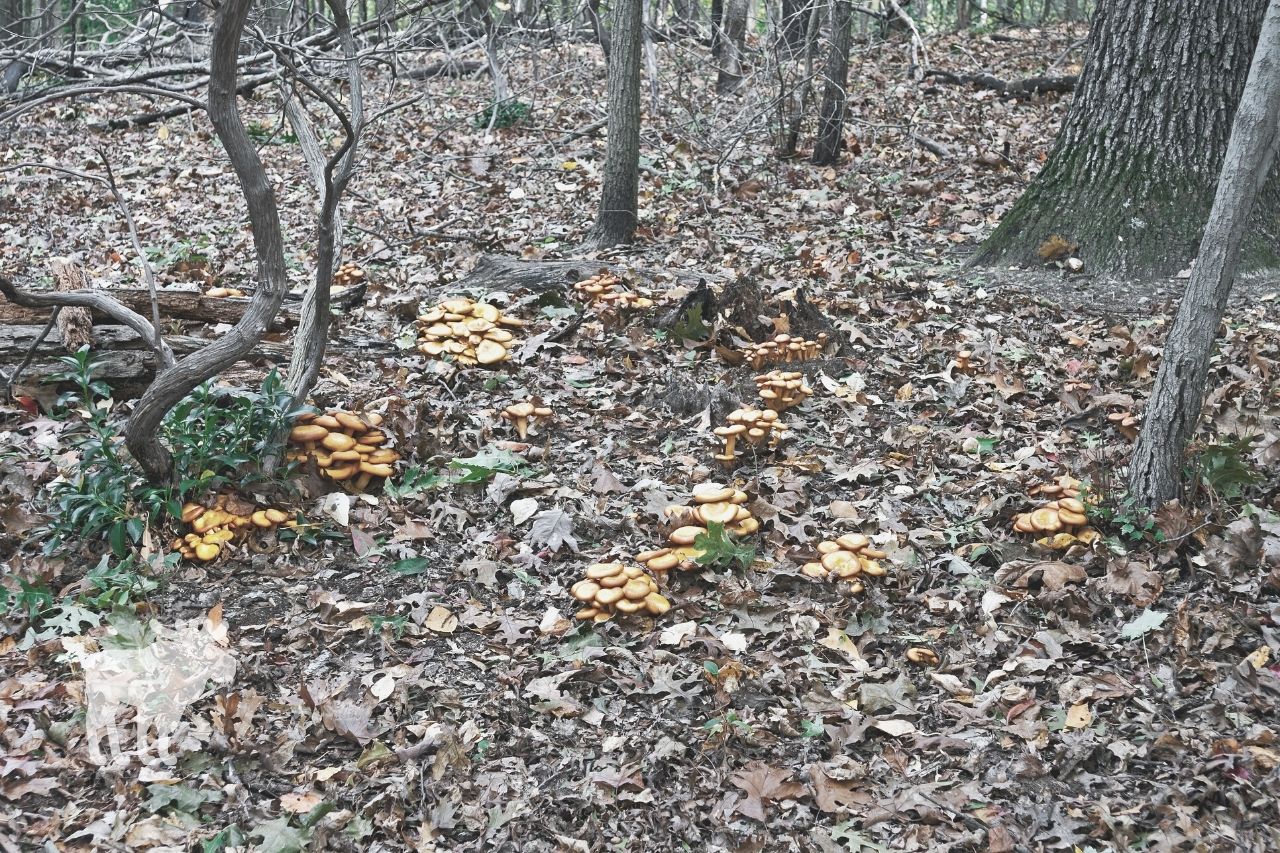 How Soon Will You Get Sick if You Eat Jack O’Lantern Mushrooms