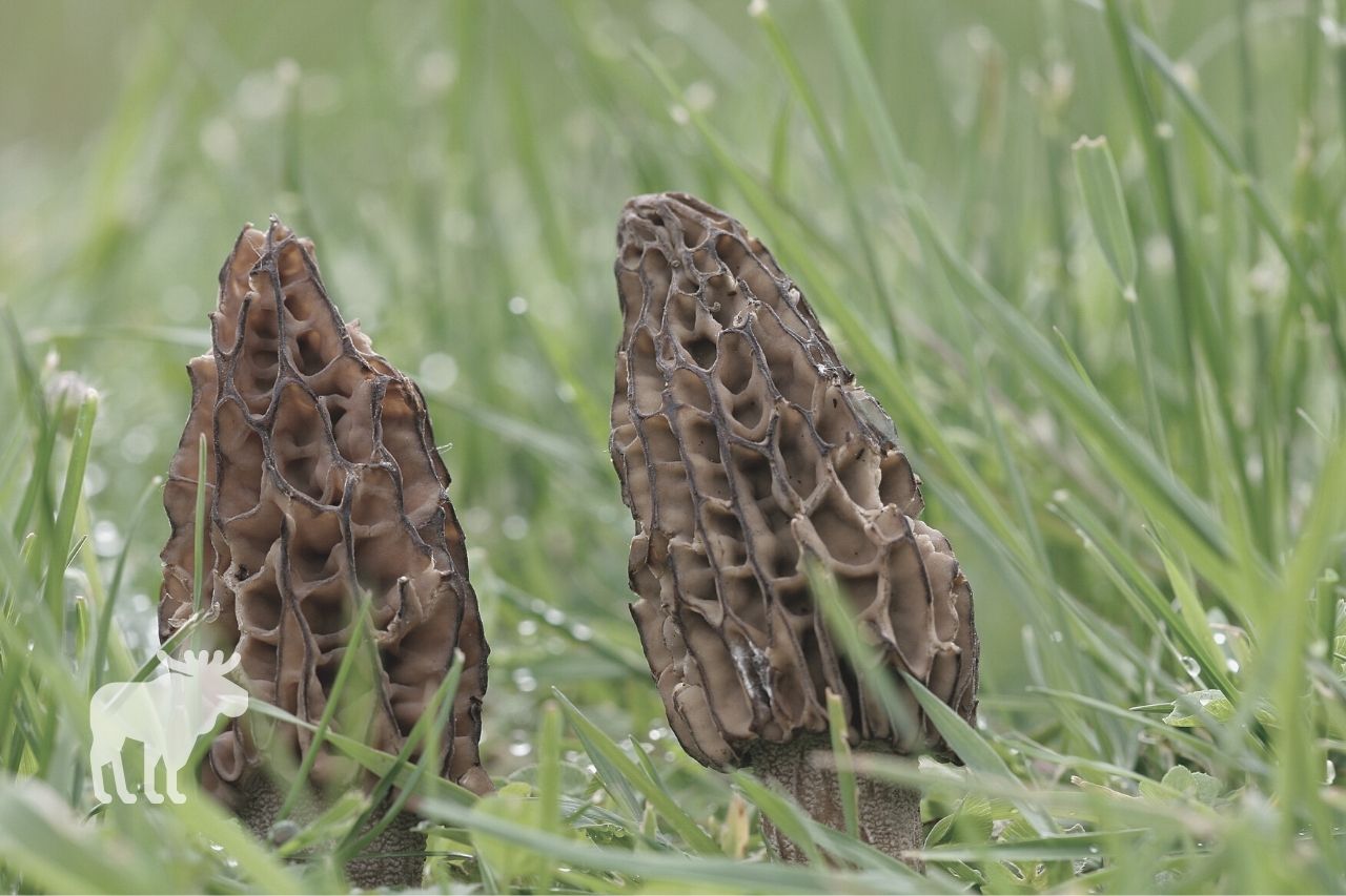 where to find morel mushrooms