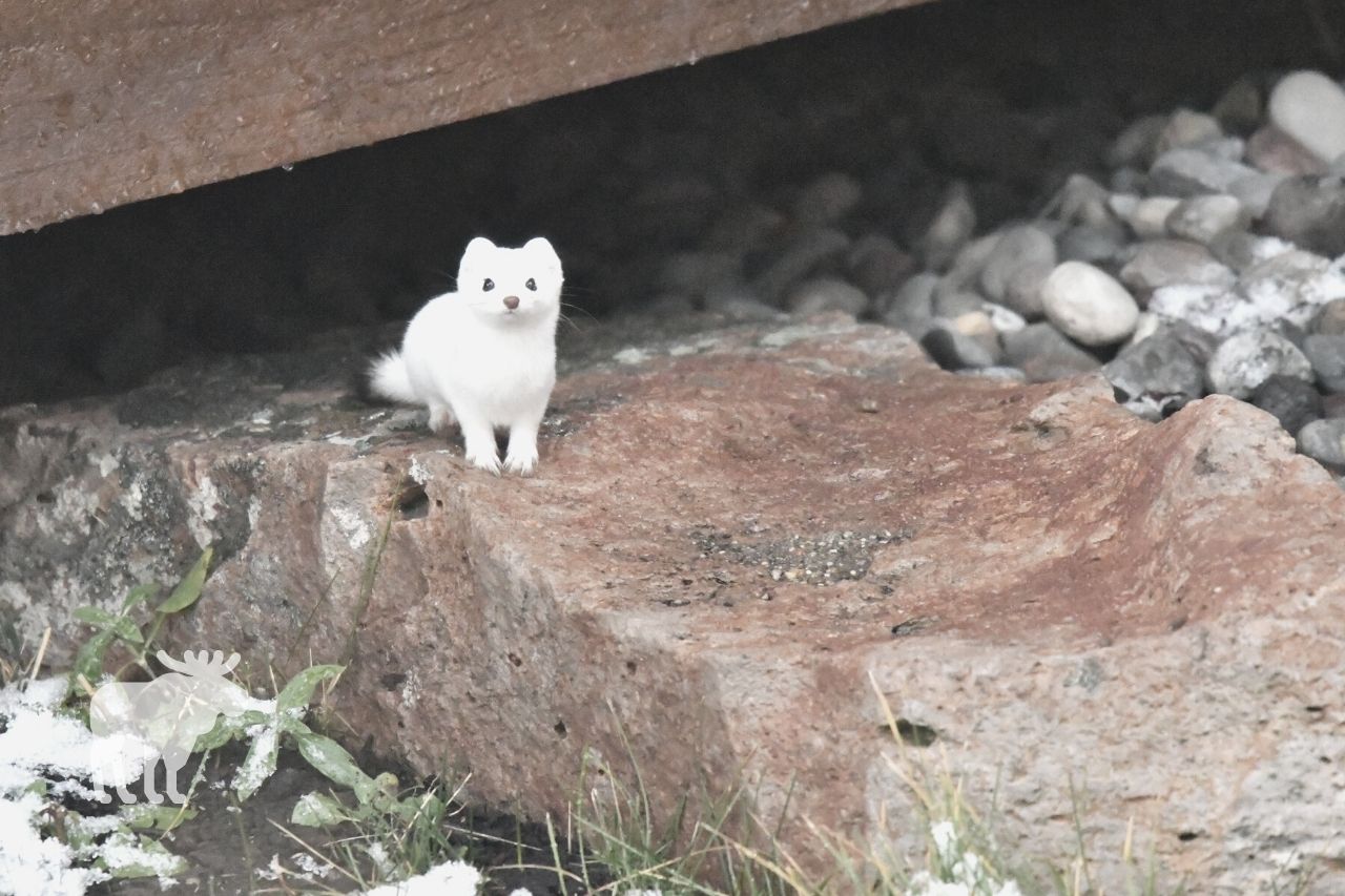 can you tame an ermine