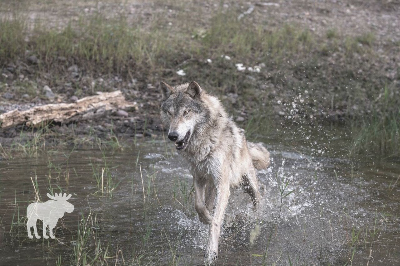 How Fast Can A Wolf Run? — Forest Wildlife