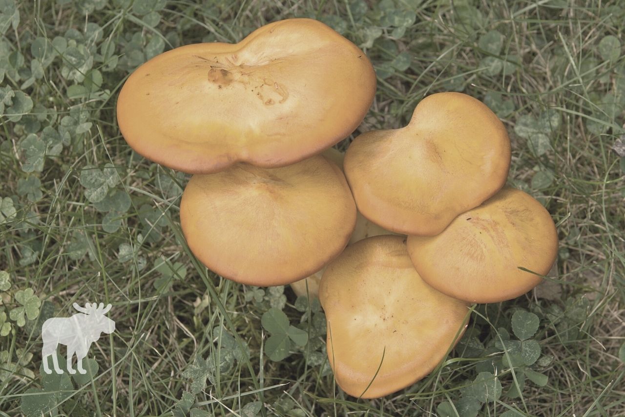 wild yellow oyster mushroom vs jack-o-lantern