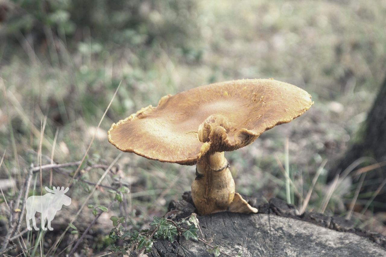 What is a Jack O’Lantern Mushroom