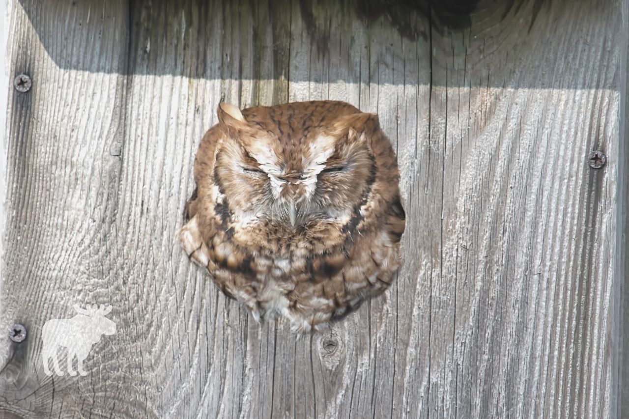 How Deep Should an Owl Nesting Box Be?