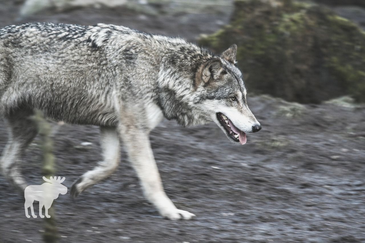 How far can wolves run in a day