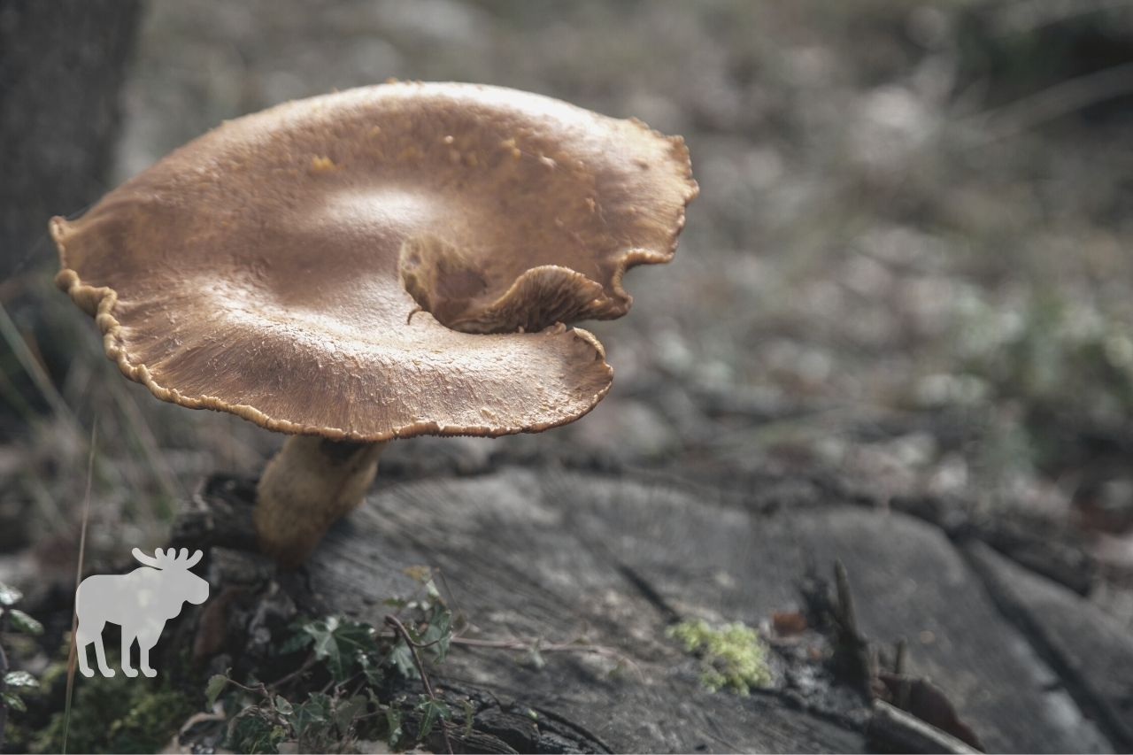 are jack-o-lantern mushroom edible