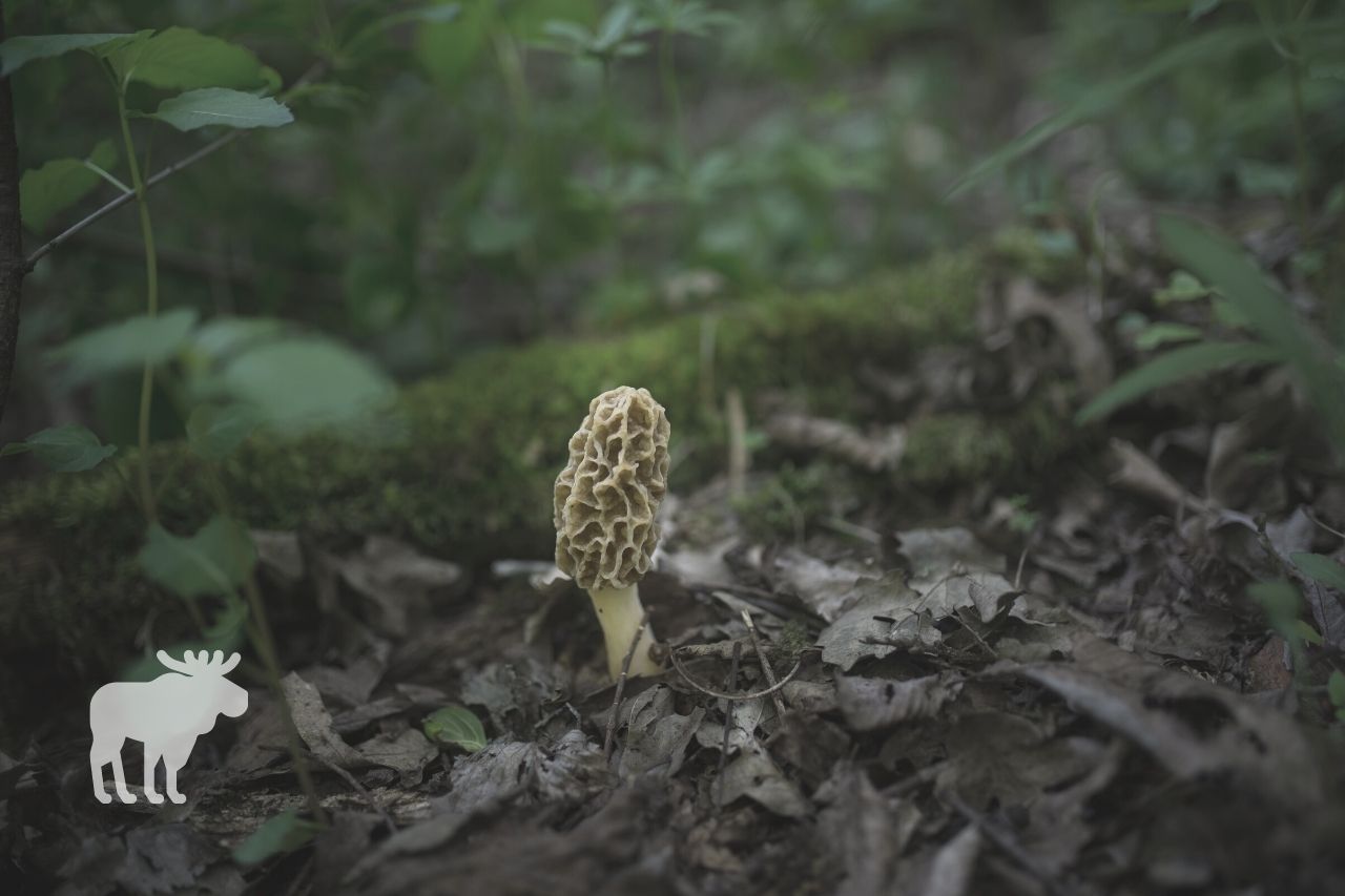 where is the best place to find morels