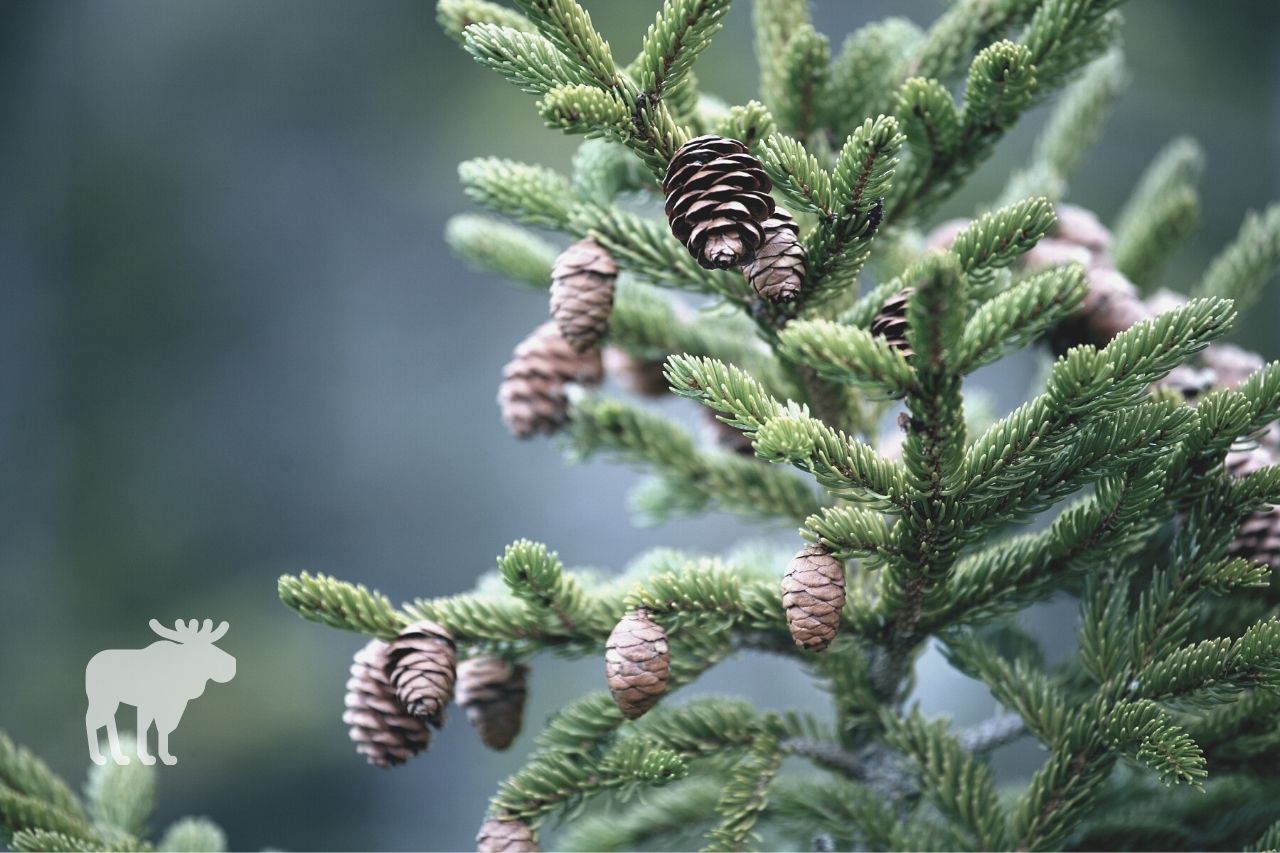 how tall can a pine tree grow