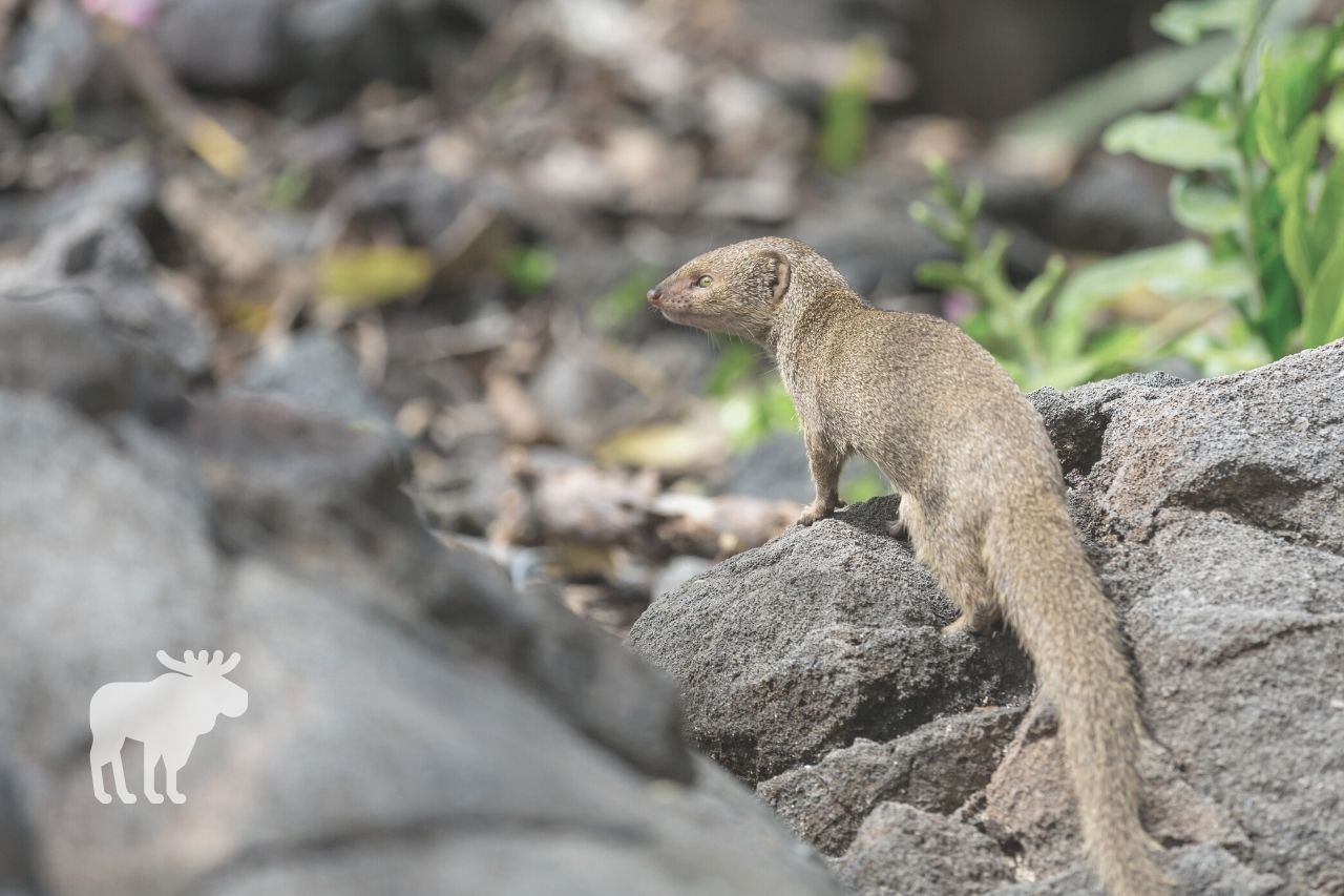 why do mongoose kill snakes