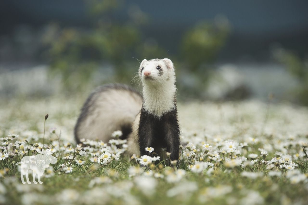 What is the Closest Animal to a Ferret