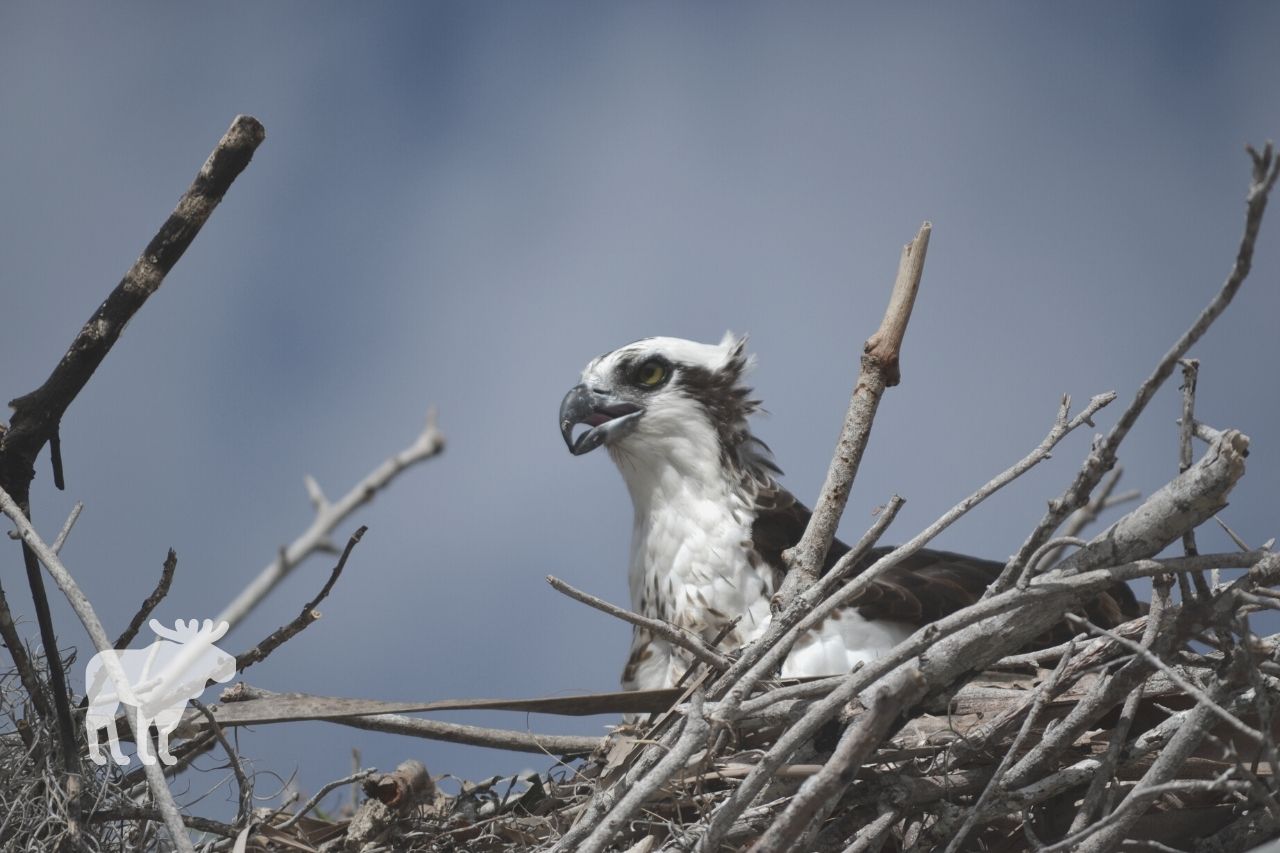 how do you identify a hawks nest