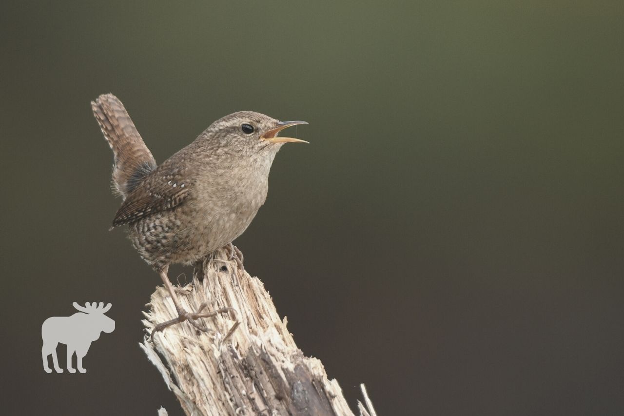 How Do You Attract Wrens to a Wren House?