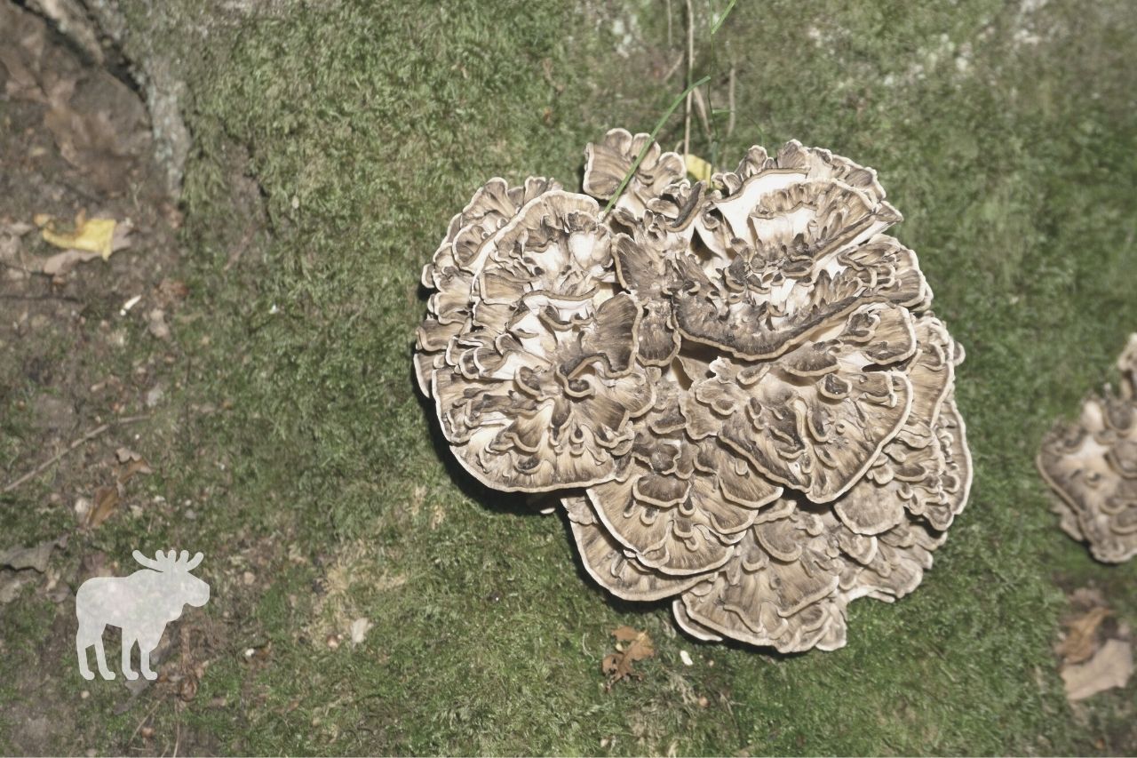 how to store hen of the woods mushroom