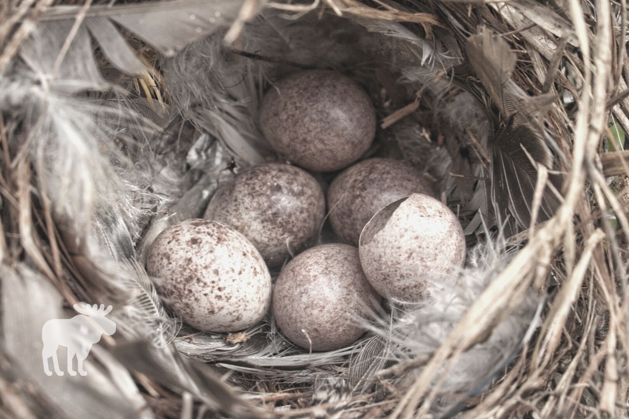how many eggs does a house wren lay