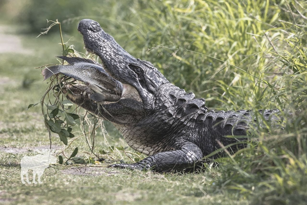 what do alligators eat in swamps